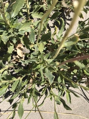 Grindelia chiloensis