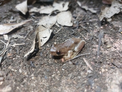 Litoria balatus