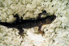 Hemidactylus angulatus