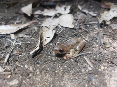 Litoria balatus