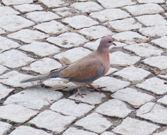 Streptopelia senegalensis