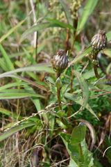 Hypochaeris ciliata