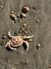 Ovalipes trimaculatus