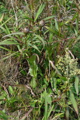Hypochaeris ciliata