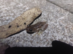 Litoria balatus