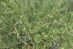 Gymnosporia buxifolia