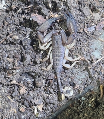Hormurus