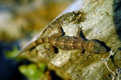 Tarentola boettgeri