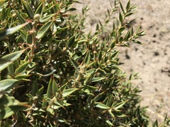 Chuquiraga avellanedae