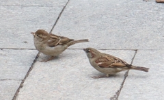 Passer domesticus