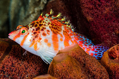 Cirrhitichthys falco