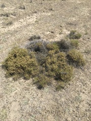 Prosopidastrum globosum