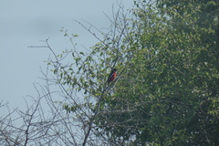 Laniarius atrococcineus