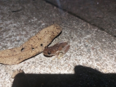 Litoria balatus
