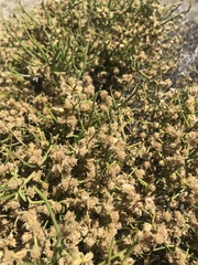 Prosopidastrum globosum