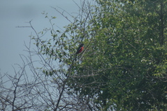 Laniarius atrococcineus