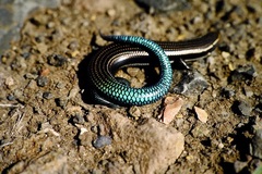 Chalcides sexlineatus sexlineatus