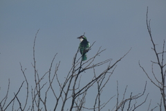 Chrysococcyx caprius