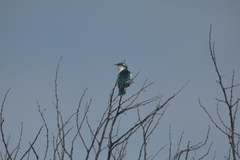 Chrysococcyx caprius