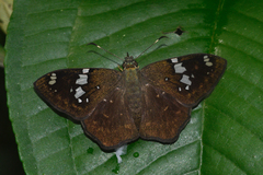 Celaenorrhinus similis