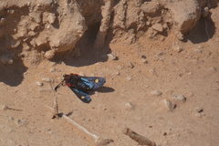 Arniocera auriguttata