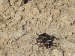 Cylindera melaleuca