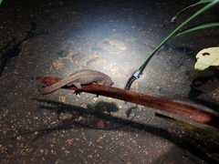 Paramesotriton hongkongensis