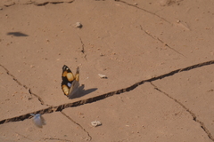 Junonia hierta cebrene