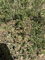 Calceolaria purpurea