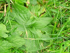 Plantago media