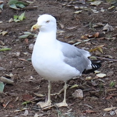 Larus michahellis