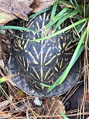 Terrapene carolina bauri