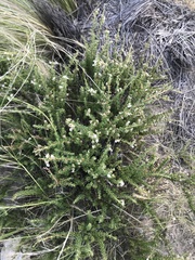 Acantholippia seriphioides