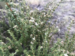 Acantholippia seriphioides