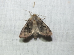 Orthosia gothica