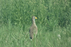 Vanellus senegallus