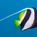 Schooling Bannerfish - Photo (c) Francois Libert, some rights reserved (CC BY-NC), uploaded by Francois Libert