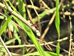 Erythrodiplax fervida