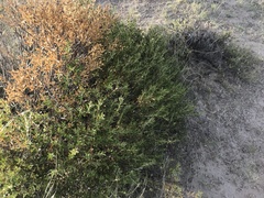 Chuquiraga avellanedae