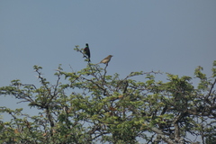 Cinnyris mariquensis