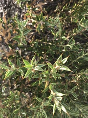 Chuquiraga avellanedae