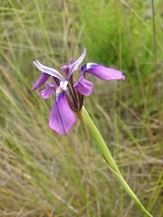 Moraea incurva