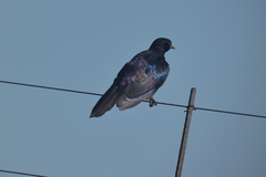 Lamprotornis australis
