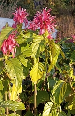 Justicia carnea