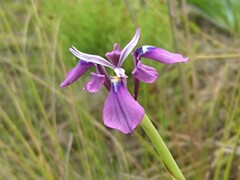 Moraea incurva