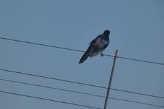 Lamprotornis australis