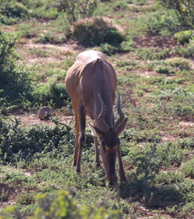 Alcelaphus buselaphus caama