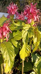 Justicia carnea