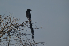 Lanius melanoleucus
