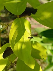 Ropalidia flavobrunnea